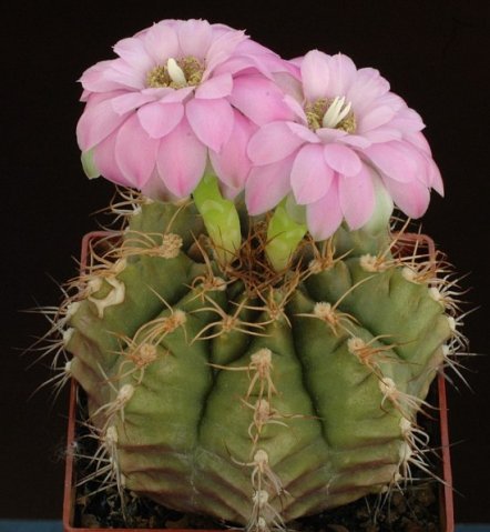 Gymnocalycium_damsii_1